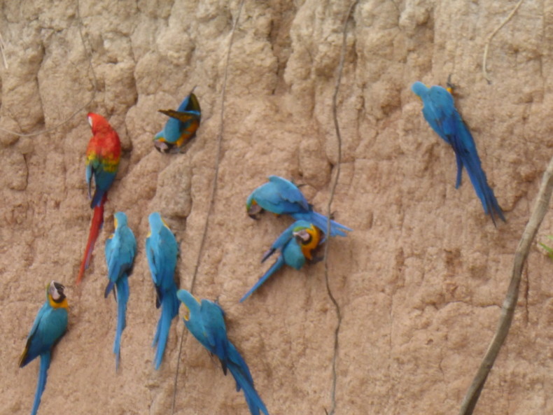 Andean Spirit Destinations Blog P1200109 Un Viaje a la Reserva de Tambopata Andean Spirit Destinations Blog P1200171 Un Viaje a la Reserva de Tambopata Andean Spirit Destinations Blog P1200203 Un Viaje a la Reserva de Tambopata Andean Spirit Destinations Blog P1200315 Un Viaje a la Reserva de Tambopata Andean Spirit Destinations Blog P1200451 Un Viaje a la Reserva de Tambopata Andean Spirit Destinations Blog P1200491 Un Viaje a la Reserva de Tambopata