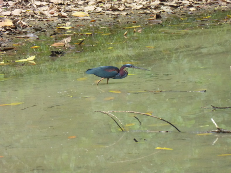 Andean Spirit Destinations Blog P1200109 Un Viaje a la Reserva de Tambopata Andean Spirit Destinations Blog P1200171 Un Viaje a la Reserva de Tambopata Andean Spirit Destinations Blog P1200203 Un Viaje a la Reserva de Tambopata Andean Spirit Destinations Blog P1200315 Un Viaje a la Reserva de Tambopata Andean Spirit Destinations Blog P1200451 Un Viaje a la Reserva de Tambopata Andean Spirit Destinations Blog P1200491 Un Viaje a la Reserva de Tambopata Andean Spirit Destinations Blog P1200504 Un Viaje a la Reserva de Tambopata Andean Spirit Destinations Blog P1200529 Un Viaje a la Reserva de Tambopata Andean Spirit Destinations Blog P1200545 Un Viaje a la Reserva de Tambopata Andean Spirit Destinations Blog P1200687 Un Viaje a la Reserva de Tambopata Andean Spirit Destinations Blog P1200665 Un Viaje a la Reserva de Tambopata