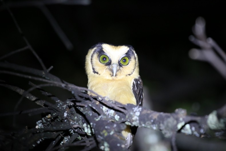 Andean Spirit Destinations Blog nosotros Andean Spirit Lodge Andean Spirit Destinations Blog IMG20200316145000 Andean Spirit Lodge Andean Spirit Destinations Blog IMG20200404152710 Andean Spirit Lodge Andean Spirit Destinations Blog dorm-2 Andean Spirit Lodge Andean Spirit Destinations Blog Buff-fronted-Owl-4-2 Andean Spirit Lodge